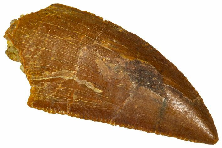 Serrated Raptor Tooth - Real Dinosaur Tooth #370286